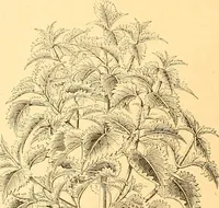 An illustration from L'art des jardins. Parcs--jardins--promenades--étude historique--principles de la composition des jardins--plantations--décoration pittoresque et artistique des parcs et jardins publics; traité pratique et didactique (1886)