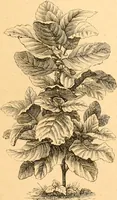 An illustration from L'art des jardins. Parcs--jardins--promenades--étude historique--principles de la composition des jardins--plantations--décoration pittoresque et artistique des parcs et jardins publics; traité pratique et didactique (1886)
