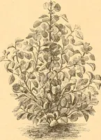 An illustration from L'art des jardins. Parcs--jardins--promenades--étude historique--principles de la composition des jardins--plantations--décoration pittoresque et artistique des parcs et jardins publics; traité pratique et didactique (1886)