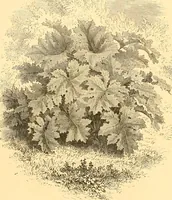 An illustration from L'art des jardins. Parcs--jardins--promenades--étude historique--principles de la composition des jardins--plantations--décoration pittoresque et artistique des parcs et jardins publics; traité pratique et didactique (1886)