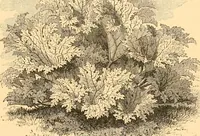 An illustration from L'art des jardins. Parcs--jardins--promenades--étude historique--principles de la composition des jardins--plantations--décoration pittoresque et artistique des parcs et jardins publics; traité pratique et didactique (1886)