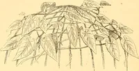 An illustration from L'art des jardins. Parcs--jardins--promenades--étude historique--principles de la composition des jardins--plantations--décoration pittoresque et artistique des parcs et jardins publics; traité pratique et didactique (1886)