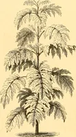 An illustration from L'art des jardins. Parcs--jardins--promenades--étude historique--principles de la composition des jardins--plantations--décoration pittoresque et artistique des parcs et jardins publics; traité pratique et didactique (1886)