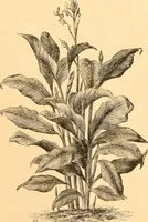 An illustration from L'art des jardins. Parcs--jardins--promenades--étude historique--principles de la composition des jardins--plantations--décoration pittoresque et artistique des parcs et jardins publics; traité pratique et didactique (1886)