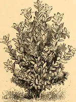 An illustration from L'art des jardins. Parcs--jardins--promenades--étude historique--principles de la composition des jardins--plantations--décoration pittoresque et artistique des parcs et jardins publics; traité pratique et didactique (1886)