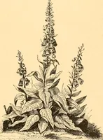 An illustration from L'art des jardins. Parcs--jardins--promenades--étude historique--principles de la composition des jardins--plantations--décoration pittoresque et artistique des parcs et jardins publics; traité pratique et didactique (1886)