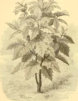 An illustration from L'art des jardins. Parcs--jardins--promenades--étude historique--principles de la composition des jardins--plantations--décoration pittoresque et artistique des parcs et jardins publics; traité pratique et didactique (1886)