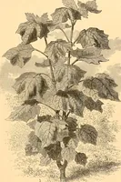 An illustration from L'art des jardins. Parcs--jardins--promenades--étude historique--principles de la composition des jardins--plantations--décoration pittoresque et artistique des parcs et jardins publics; traité pratique et didactique (1886)