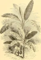 An illustration from L'art des jardins. Parcs--jardins--promenades--étude historique--principles de la composition des jardins--plantations--décoration pittoresque et artistique des parcs et jardins publics; traité pratique et didactique (1886)