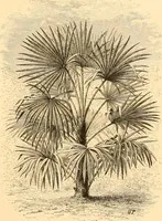 An illustration from L'art des jardins. Parcs--jardins--promenades--étude historique--principles de la composition des jardins--plantations--décoration pittoresque et artistique des parcs et jardins publics; traité pratique et didactique (1886)