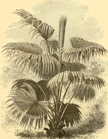 An illustration from L'art des jardins. Parcs--jardins--promenades--étude historique--principles de la composition des jardins--plantations--décoration pittoresque et artistique des parcs et jardins publics; traité pratique et didactique (1886)