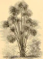 An illustration from L'art des jardins. Parcs--jardins--promenades--étude historique--principles de la composition des jardins--plantations--décoration pittoresque et artistique des parcs et jardins publics; traité pratique et didactique (1886)