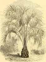 Picture 305 of 467 from L'art des jardins. Parcs--jardins--promenades--étude historique--principles de la composition des jardins--plantations--décoration pittoresque et artistique des parcs et jardins publics; traité pratique et didactique (1886), leaf 251