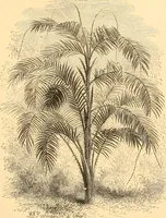 An illustration from L'art des jardins. Parcs--jardins--promenades--étude historique--principles de la composition des jardins--plantations--décoration pittoresque et artistique des parcs et jardins publics; traité pratique et didactique (1886)