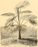 An illustration from L'art des jardins. Parcs--jardins--promenades--étude historique--principles de la composition des jardins--plantations--décoration pittoresque et artistique des parcs et jardins publics; traité pratique et didactique (1886)