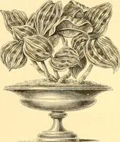 An illustration from L'art des jardins. Parcs--jardins--promenades--étude historique--principles de la composition des jardins--plantations--décoration pittoresque et artistique des parcs et jardins publics; traité pratique et didactique (1886)