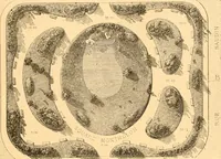 An illustration from L'art des jardins. Parcs--jardins--promenades--étude historique--principles de la composition des jardins--plantations--décoration pittoresque et artistique des parcs et jardins publics; traité pratique et didactique (1886)