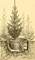Picture 428 of 467 from L'art des jardins. Parcs--jardins--promenades--étude historique--principles de la composition des jardins--plantations--décoration pittoresque et artistique des parcs et jardins publics; traité pratique et didactique (1886), leaf 345