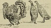 Picture 257 of 335 from L'art du rire et de la caricature (1892), leaf 314