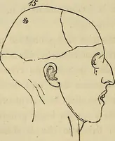 An illustration from L'arte de conoscere gli uomini : il piccolo Lavater e Dottor Gall (1865)
