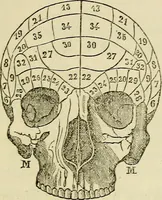 An illustration from L'arte de conoscere gli uomini : il piccolo Lavater e Dottor Gall (1865)