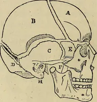 An illustration from L'arte de conoscere gli uomini : il piccolo Lavater e Dottor Gall (1865)