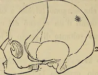 An illustration from L'arte de conoscere gli uomini : il piccolo Lavater e Dottor Gall (1865)