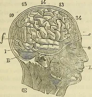 An illustration from L'arte de conoscere gli uomini : il piccolo Lavater e Dottor Gall (1865)