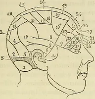 An illustration from L'arte de conoscere gli uomini : il piccolo Lavater e Dottor Gall (1865)