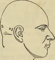 An illustration from L'arte de conoscere gli uomini : il piccolo Lavater e Dottor Gall (1865)
