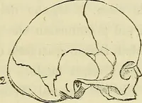 An illustration from L'arte de conoscere gli uomini : il piccolo Lavater e Dottor Gall (1865)