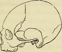 An illustration from L'arte de conoscere gli uomini : il piccolo Lavater e Dottor Gall (1865)