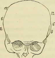 An illustration from L'arte de conoscere gli uomini : il piccolo Lavater e Dottor Gall (1865)