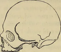 An illustration from L'arte de conoscere gli uomini : il piccolo Lavater e Dottor Gall (1865)