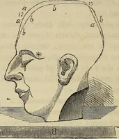 An illustration from L'arte de conoscere gli uomini : il piccolo Lavater e Dottor Gall (1865)
