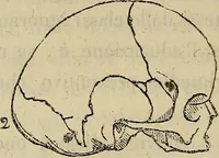 An illustration from L'arte de conoscere gli uomini : il piccolo Lavater e Dottor Gall (1865)