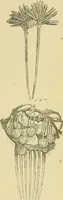 An illustration from L'arte nell'industria : lavori di legno e pastiglia, lavori di metallo, lavori di pietra, marmo, alabastro, ceramica, musaico, vetro, lavori di osso e avorio, lavori tessili, carte da parati e cuoi decorati, ricami, pizzi, cartelloni, stampe, ecc. (1907)