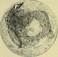 An illustration from L'arte nell'industria : lavori di legno e pastiglia, lavori di metallo, lavori di pietra, marmo, alabastro, ceramica, musaico, vetro, lavori di osso e avorio, lavori tessili, carte da parati e cuoi decorati, ricami, pizzi, cartelloni, stampe, ecc. (1907)