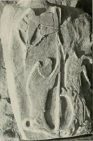 An illustration from L'art Hittite (1922)