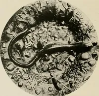 Picture 350 of 491 from L'Art a l'Exposition universelle de 1900 (1900), leaf 489
