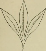 An illustration from L'Art ornamental (1916)