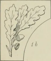 An illustration from L'Art ornamental (1916)