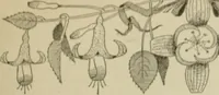 An illustration from L'Art ornamental (1916)