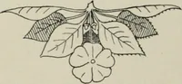 An illustration from L'Art ornamental (1916)