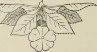 An illustration from L'Art ornamental (1916)