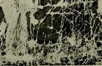 An illustration from L'art religieux du XIIe siècle en France : Etude sur les origines de l'iconographie du Moyen Age (1922)