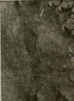 An illustration from La sculpture hindoue. Traduction de Paul Budry (1922)