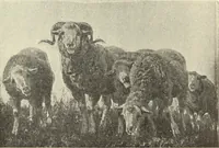 An illustration from La scultura, la pittura di U. Fleres, P. Molmenti, U. Ojetti, G. Menasci : le arti applicate di Guido Menasci (1900)
