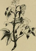 An illustration from La teinture du coton (1912)