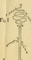 An illustration from Laurentii Bellini Opuscula aliquot Ad Archibaldum Pitcarnium Professorem Lugduno-Batavum (1695)